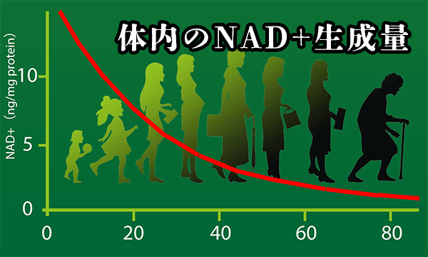 体内のNAD+生成量